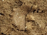 Bryozo